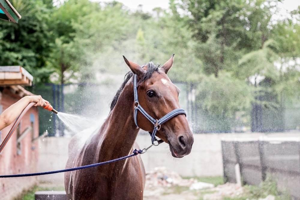 Are horse shampoos safe for humans?